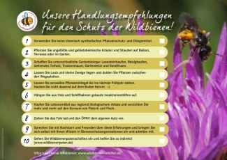 Handlungsempfehlungen für den Schutz der Wildbienen
